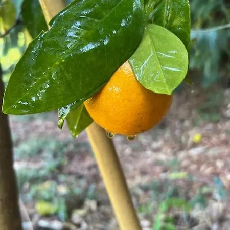 Stillvolles Zwischen Lucca Und Versilia Montigiano